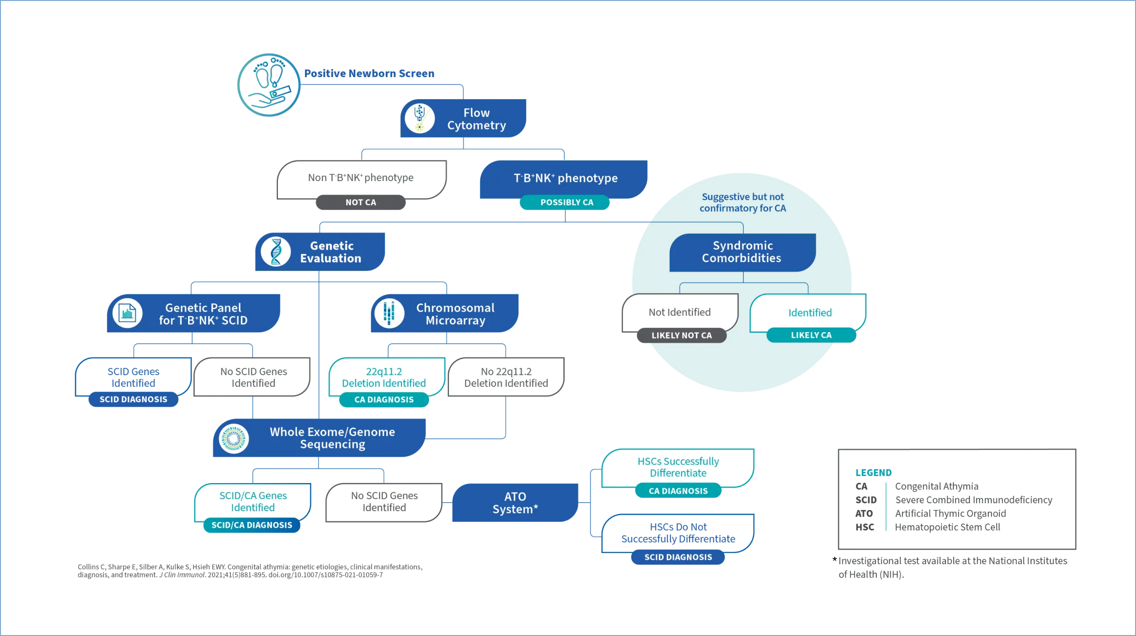 Diagram showing the steps for diagnosing congenital athymia vs SCID