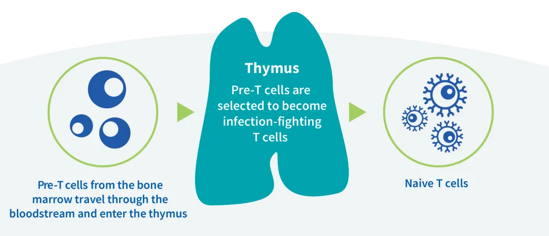 Diagram of the thymus' function